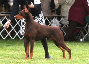Ch. Logres\' Contender -  by Ch. Trotyl De Black Shadow out of Logres\' Brentina